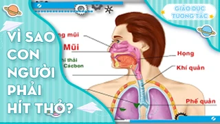 Vì sao con người phải hít thở?
