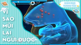 Vì sao mũi lại ngửi được?