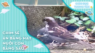 Chim sẻ ăn hạt nuôi con bằng sâu?