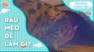 Râu mèo để làm gì?