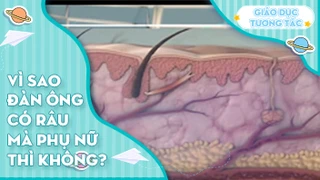 Vì sao đàn ông có râu mà phụ nữ lại không?