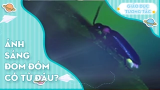 Ánh sáng đom đóm có từ đâu?