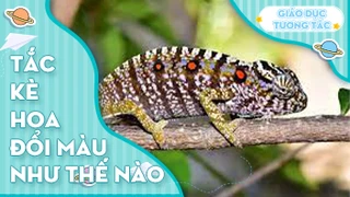 Tắc kè hoa đổi màu như thế nào?