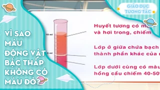 Vì sao máu động vật bậc thấp không có màu đỏ?