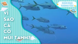 Vì sao cá có mùi tanh?