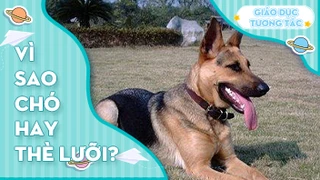 Vì sao chó hay thè lưỡi?