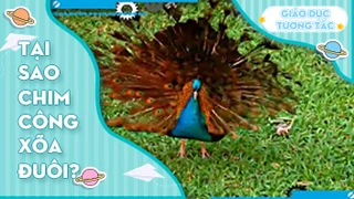 Tại sao chim công xõa đuôi