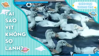 Tại sao vịt không sợ lạnh?