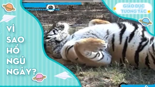 Vì sao hổ ngủ ngày?