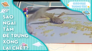 Vì sao ngài tằm đẻ trứng là chết ngay?