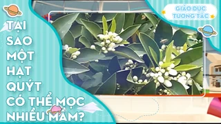 Tại sao 1 hạt quýt có thể mọc nhiều mầm?