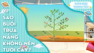 Vì sao buổi trưa nắng không nên tưới cây?