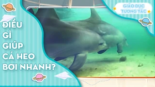 Điều gì giúp cá heo bơi nhanh?