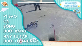 Vì sao cá sống dưới băng hay tụ tập dưới lỗ thủng?