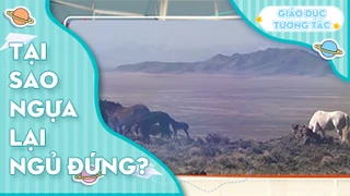 Tại sao ngựa lại ngủ đứng?