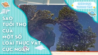 Vì sao tuổi thọ của một số loài thực vật cực ngắn?