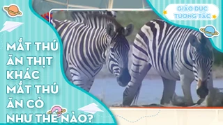 Mắt thú ăn thịt khác mắt thú ăn cỏ như thế nào?