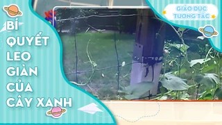 Bí quyết leo dàn của cây xanh