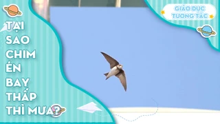 Tại sao chim én bay thấp thì mưa?