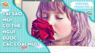 Tại sao mũi có thể ngửi được các loại mùi