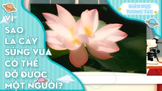 Vì sao lá cây súng vua có thể đỡ được một người?