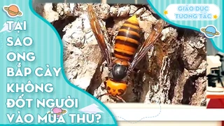 Tại sao ong bắp cày không đốt người vào mùa thu?