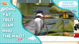 Động vật trút giận như thế nào?