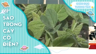 Vì sao trong cây có điện?