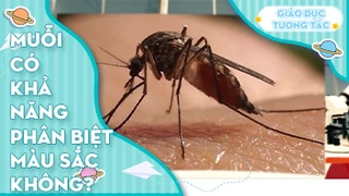 Muỗi có khả năng phân biệt màu sắc không?