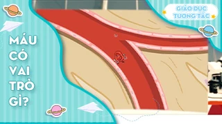 Máu có vai trò gì?