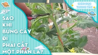 Vì sao khi bứng cây đi phải cắt bớt 1 phần cành lá?