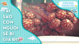 Tại sao con người sẽ bị già đi?