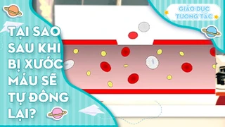 Tại sao sau khi bị xước máu sẽ tự đông lại?