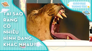 Tại sao răng có nhiều hình dạng khác nhau?