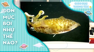 Con mực bơi như thế nào?