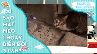 Tại sao mắt mèo 1 ngày biến đổi 3 lần?