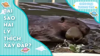 Tại sao hải lý thích xây đập?