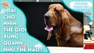 Loài chó nhìn thế giới xung quanh như thế nào?