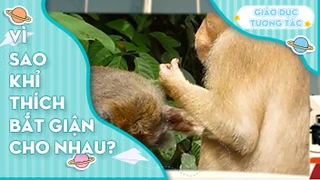 Vì sao khỉ thích bắt rận cho nhau?