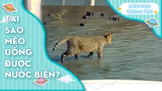 Tại sao mèo uống được nước biển?