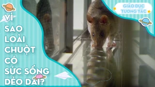 Vì sao loài chuột có sức sống dẻo dai?