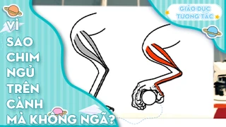 Vì sao chim ngủ trên cành mà không bị ngã?