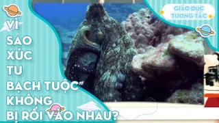 Vì sao xúc tu bạch tuộc không bị rối vào nhau?