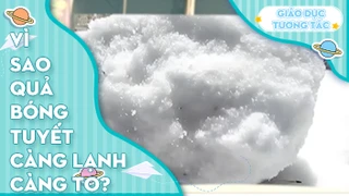 Vì sao quả bóng tuyết cành lạnh càng to?