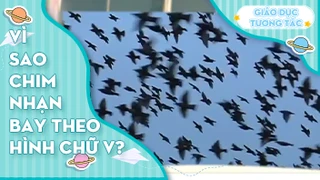 Vì sao chim nhạn bay theo hình chữ V?